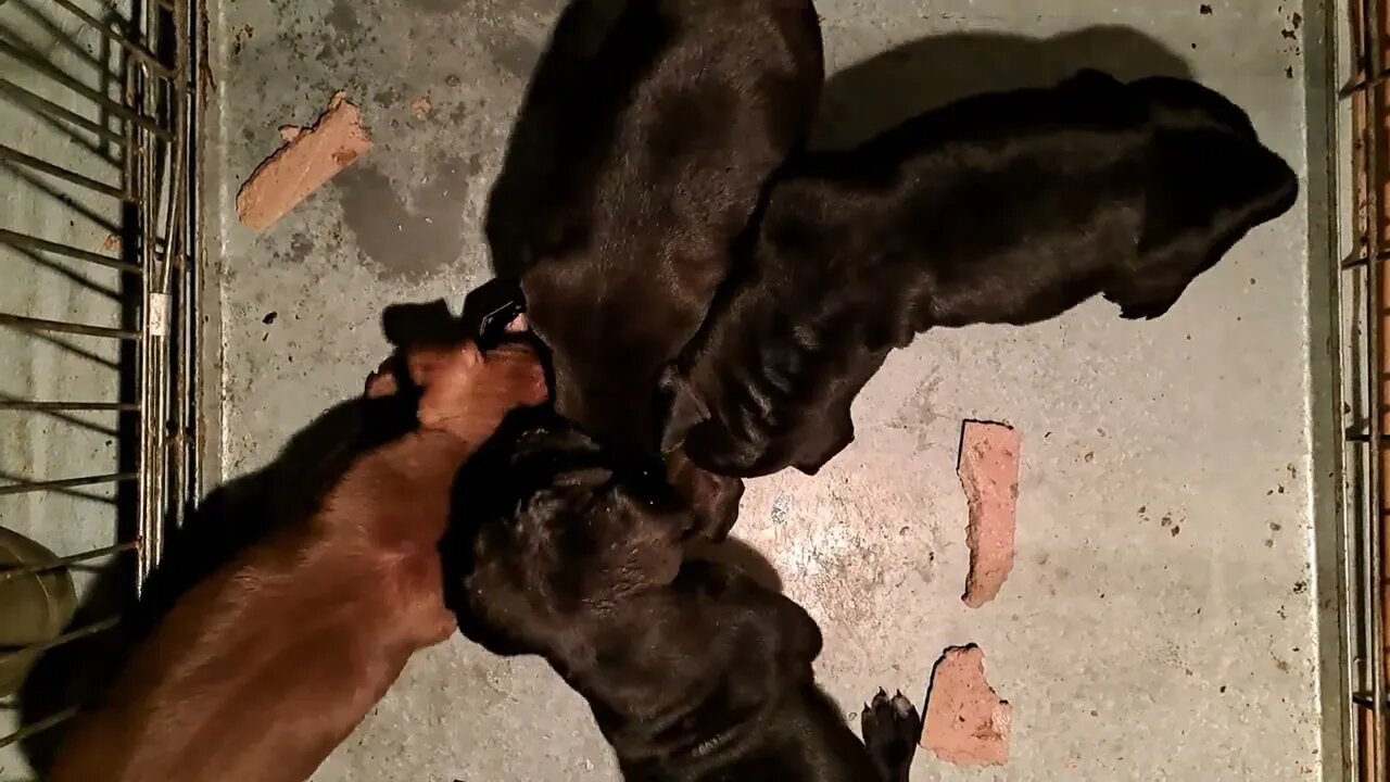 Puppies eating OBI2023 cute little machines. Black Fell Patterdale Terriers Earthdogs Northumberland