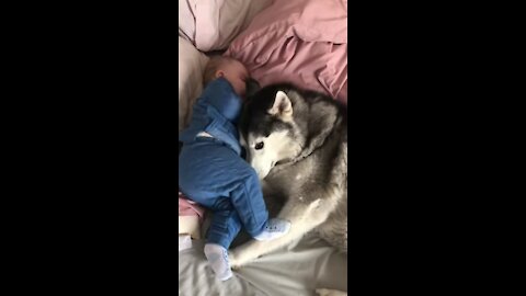 **The Full 4 Year Story My Husky & Baby Becoming Best Friends !!{With Music }.☺️