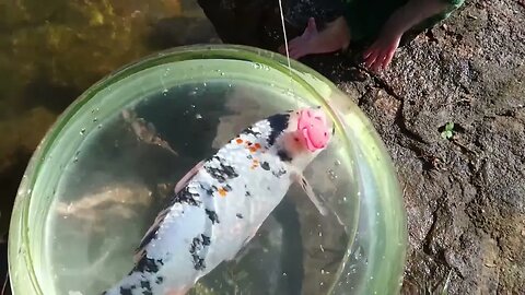 Baby Monkey Goes Koi Fishing In The River