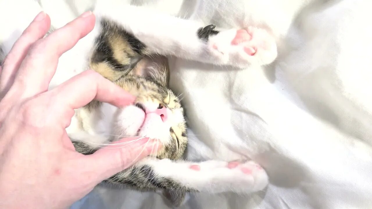 I Surrender