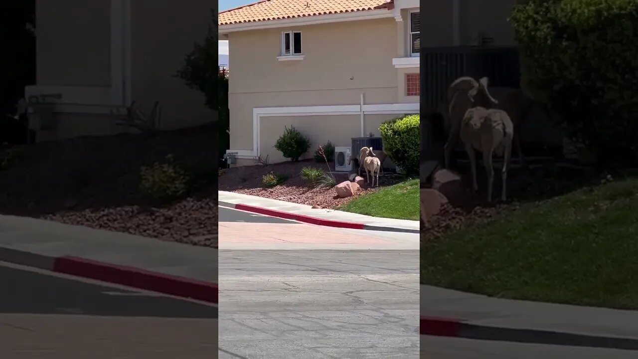 Gangs take to the streets (and lawns) of Boulder City, Nevada today.