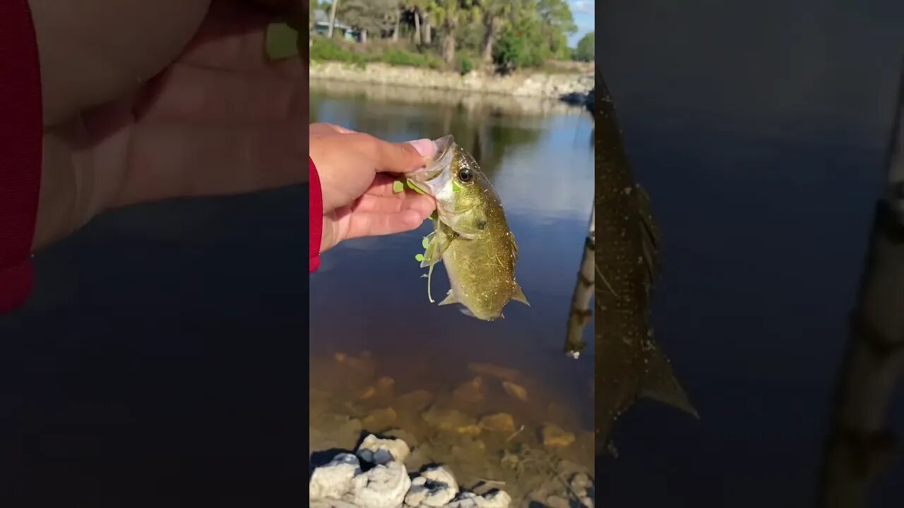 florida Largemouth bass