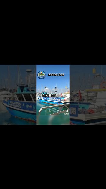 Dolphin Safari Gibraltar #shorts