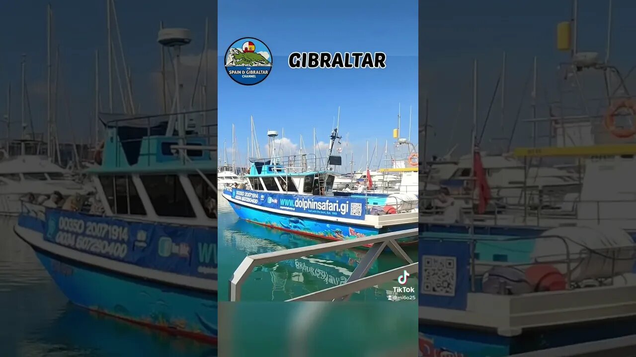 Dolphin Safari Gibraltar #shorts