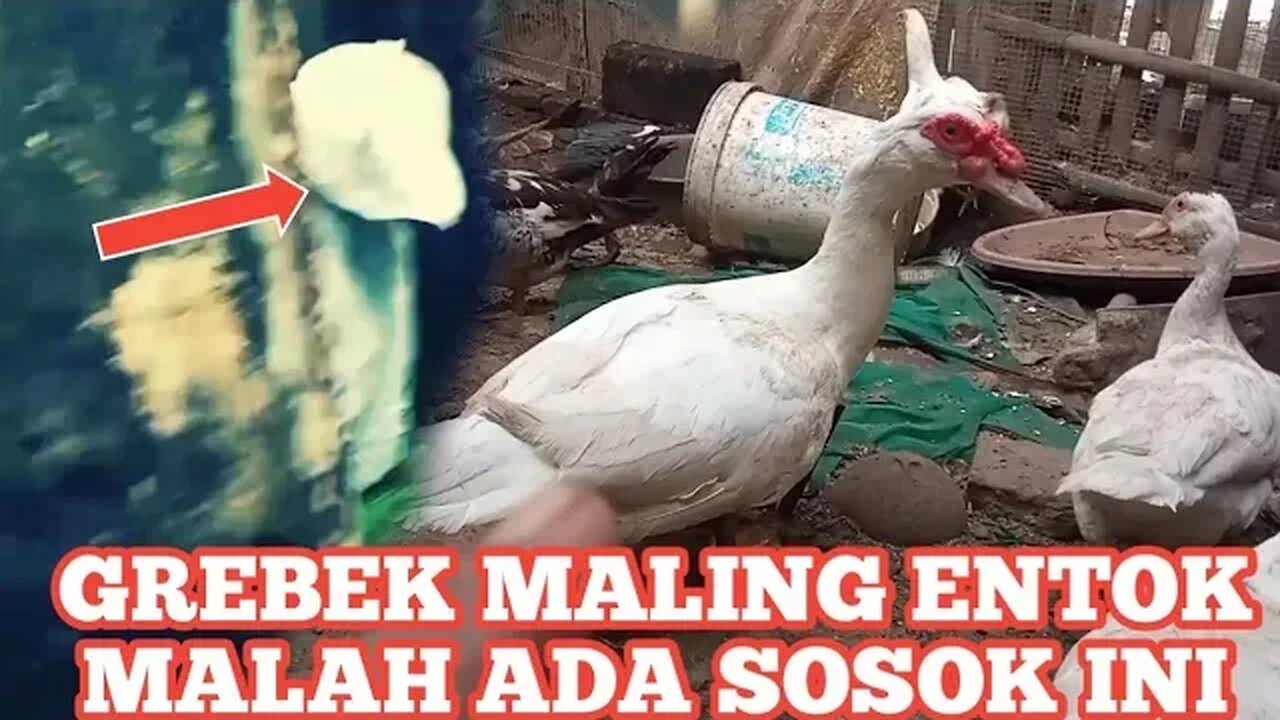 MALING ENTOK PEMBAWA SIAL