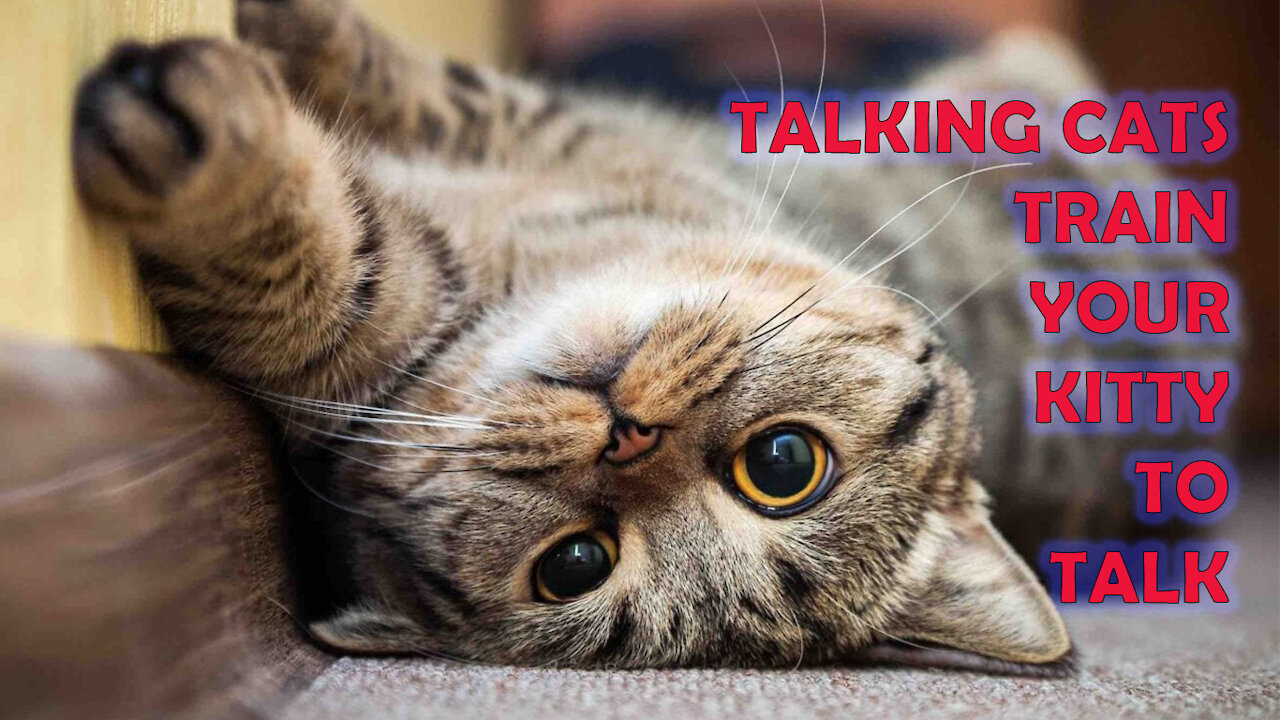 Cats talking Funny Video - these cats can speak English better than Human