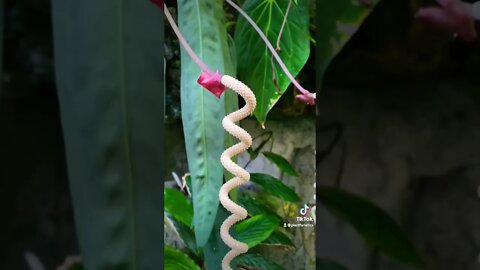 Insane Greenhouse With Thousands Of Rare Tropical Plants!!