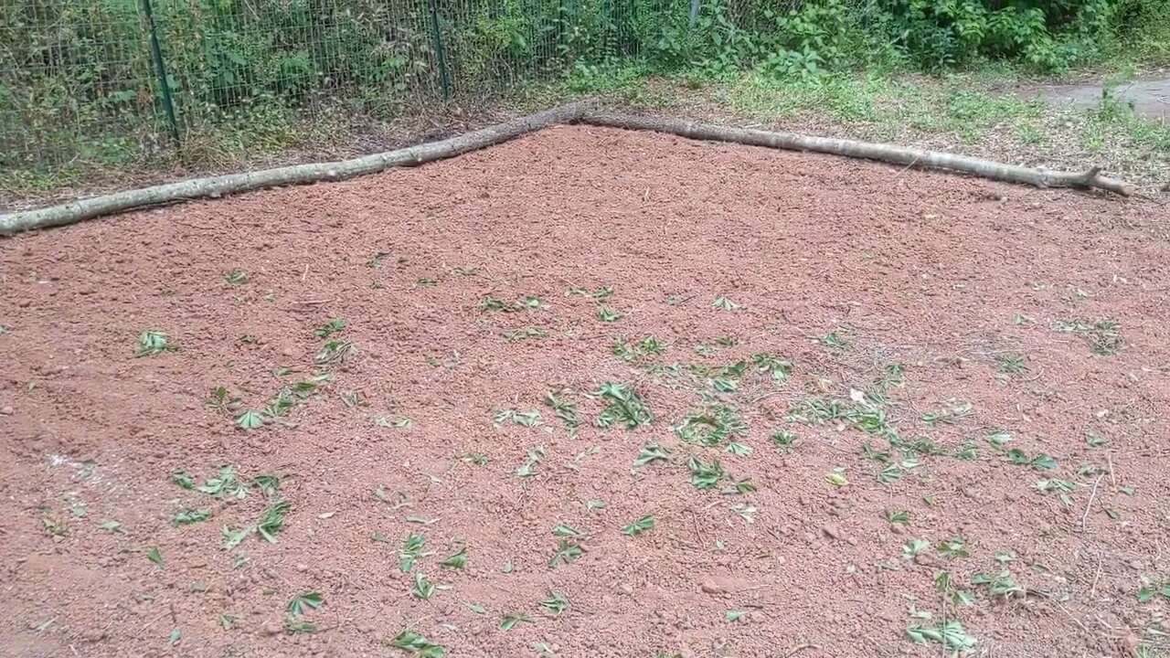 First Garden, Shady Tree Removed, Planting Potatoes Tomorrow