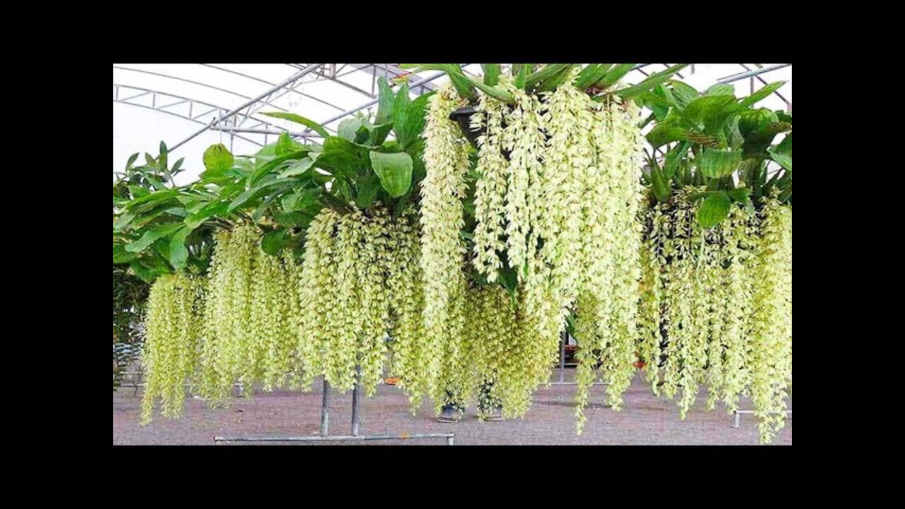 Amazing Orchid Flower Cultivation with Coir - Orchid farming Technique and Harvesting in Greenhouse