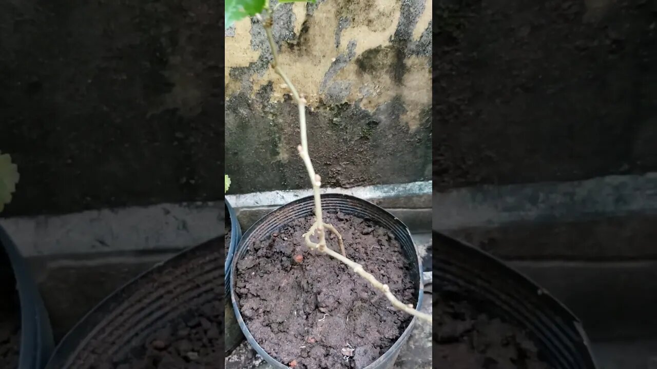 Mudas por Estaquia de Acerola e Amora no Vaso