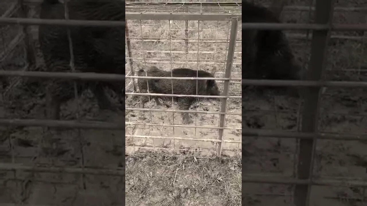 Another Wild Hog