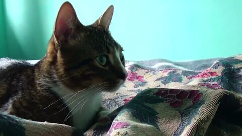 Kitten Sits on a Blanket