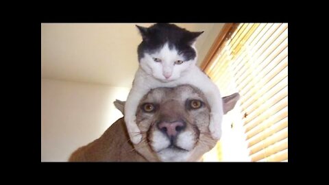 Top Funny Cat Videos Of The Weekly