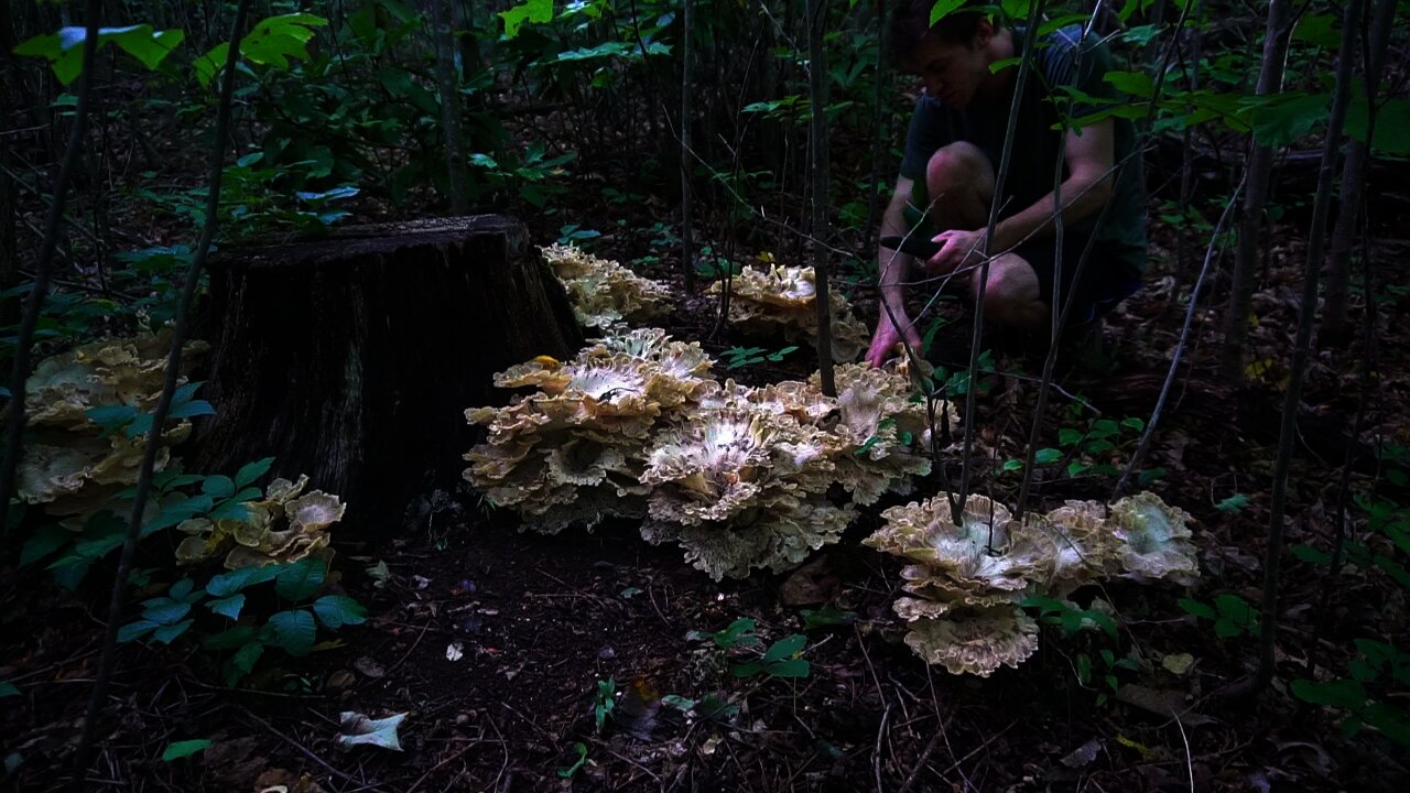 Black Staining Polypore Mushroom Foraging and Pulled Pork Recipe. How to forage mushrooms fornite.