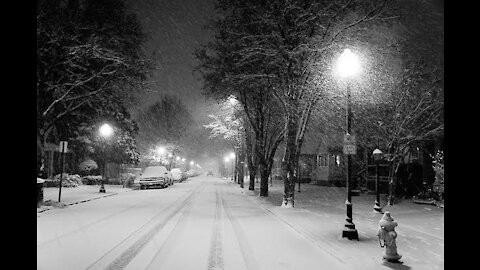 Dogs running in the parks