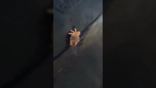 Whale Lice 🤢
