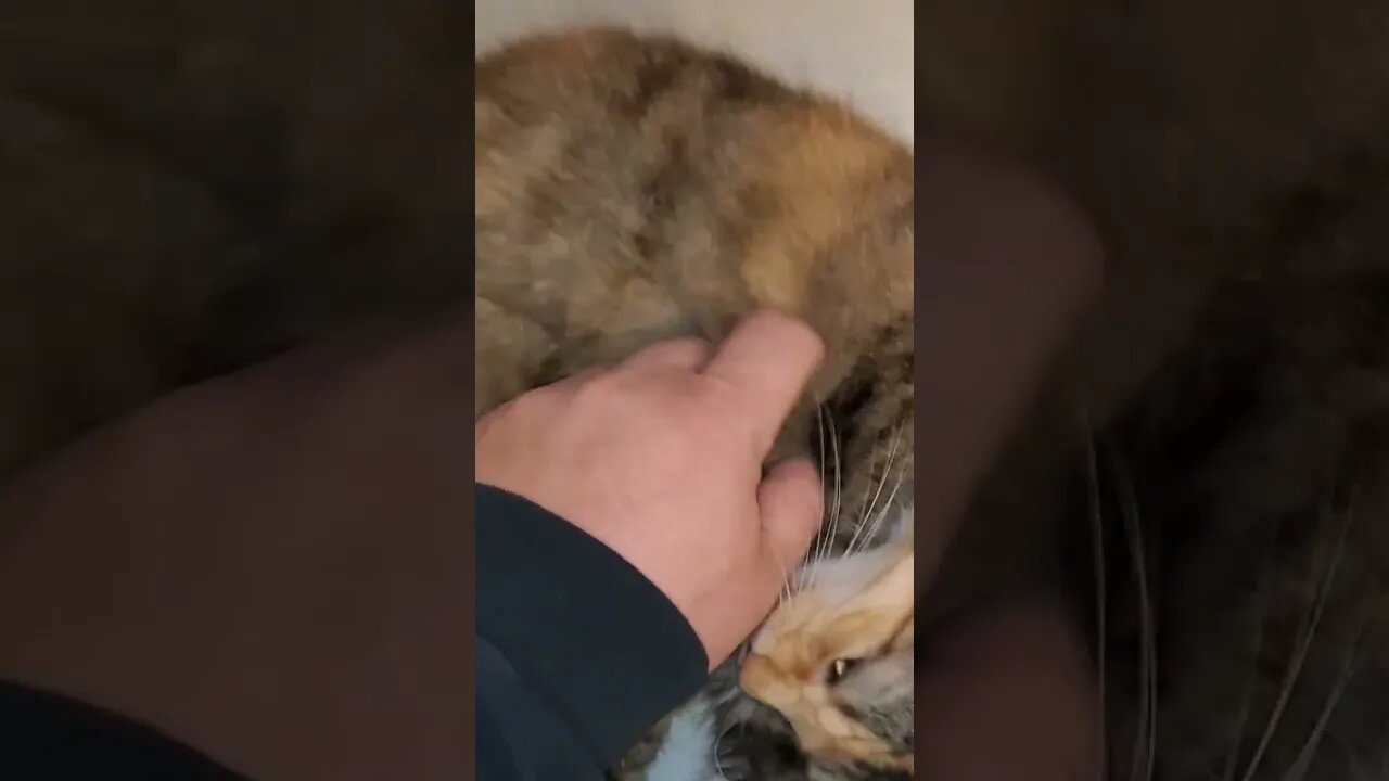 Lola Cat, my assistant chef