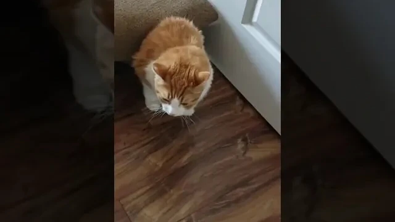 PLAYING CAT VIDEO MEAWWW