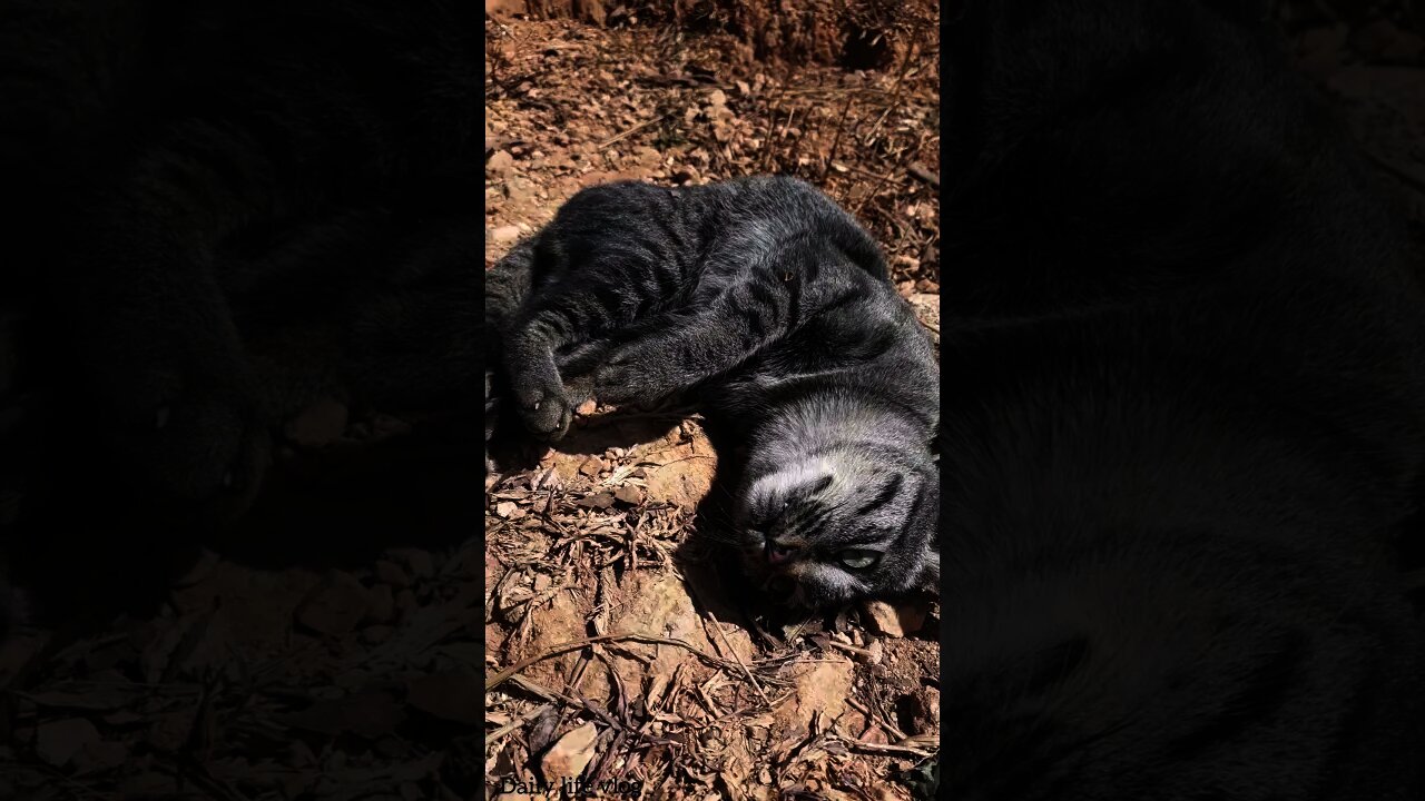 oh my god my beloved cat is so cute🙏🙏🙏🙏👌