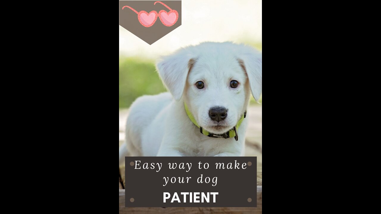 See how to teach your dog patience #Short + dogs cute dog