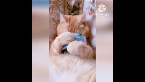 cute funny cat video| cat funny video 🤣🤣🤣🤣🤣