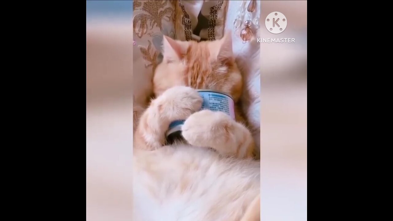 cute funny cat video| cat funny video 🤣🤣🤣🤣🤣