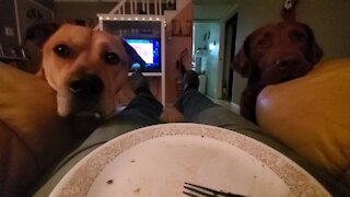 We sees you has burger, we luvs burger!