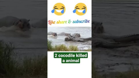 2 cocodile killed a animal √ #shorts #youtubeshorts