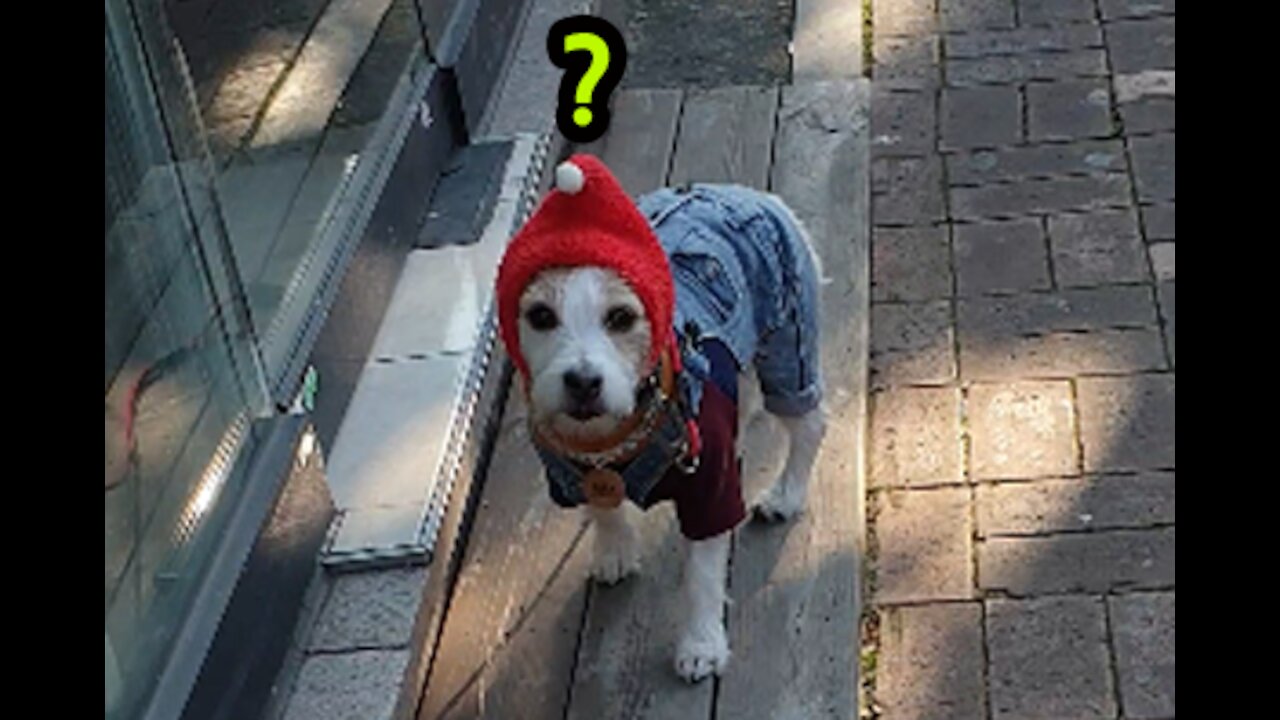 Smart dog wearing a fairy hat and looking the petshop