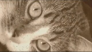 An Abandoned Cat Finds a Home, Silent Film, Sepia