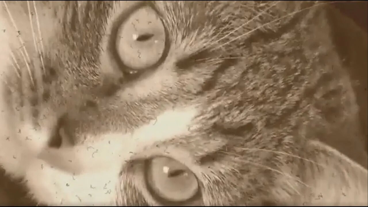 An Abandoned Cat Finds a Home, Silent Film, Sepia