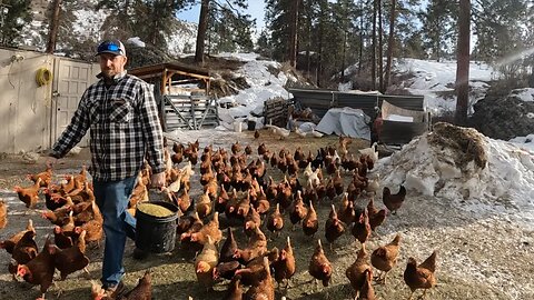 Homesteaders Doing Chores In The Winter