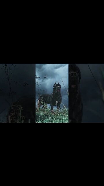 Cane Corso Guards While Storm Rolls In