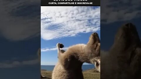 filhote de canguru treinando boxe