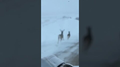 Whitetails running on a 701 gravel road. #shorts