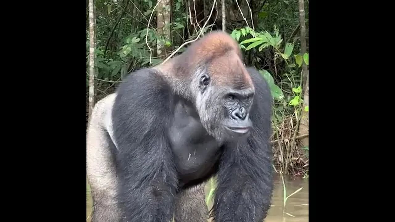 Gorilla