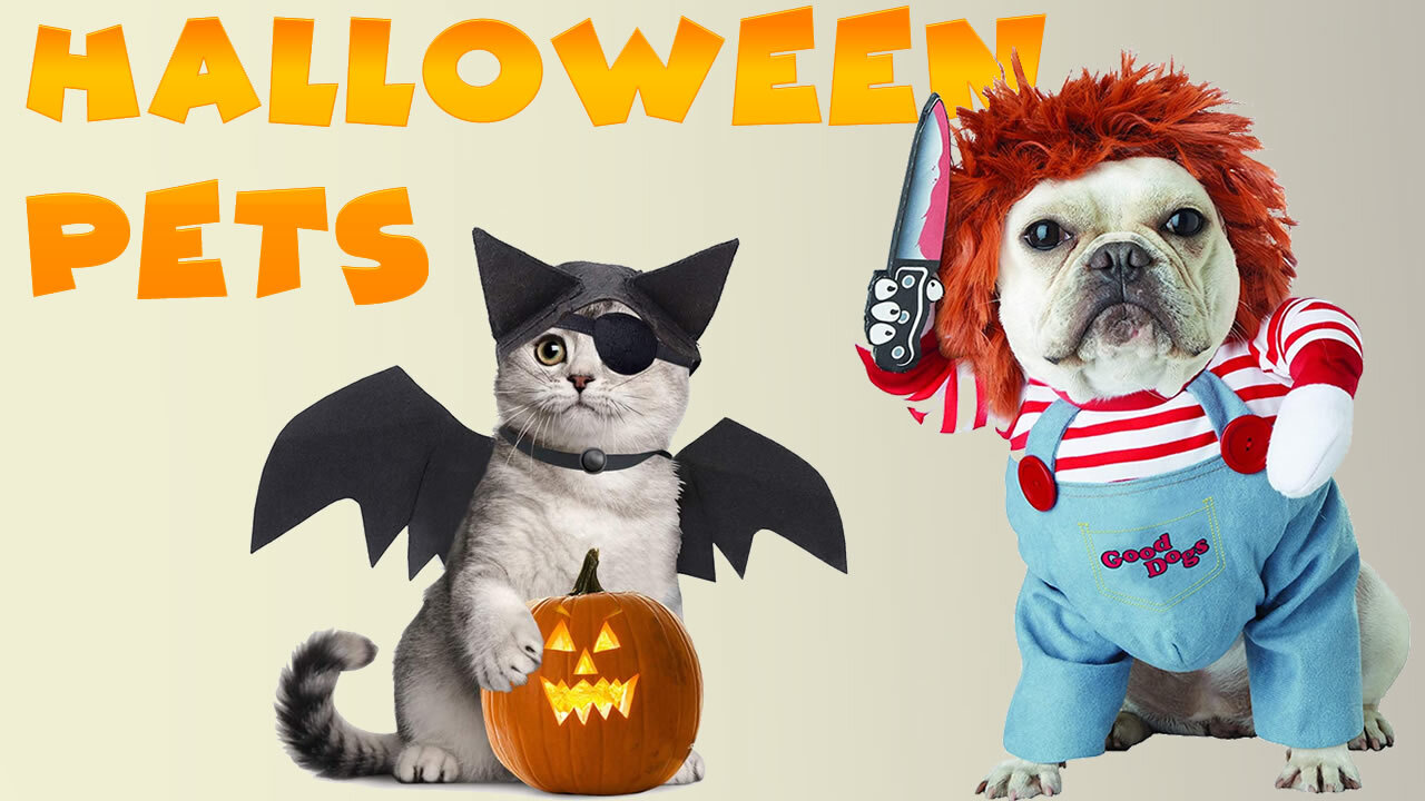 Funny Pet Costumes for Halloween