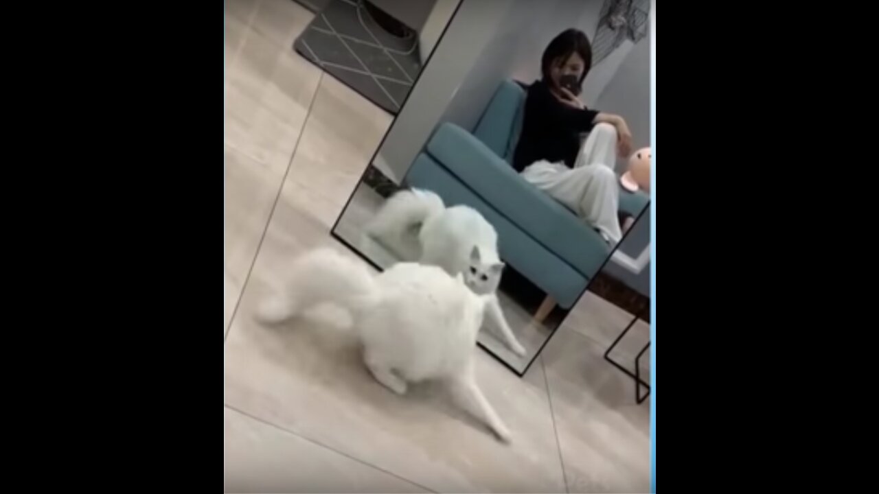 Cute Cat Playing funny with Mirror