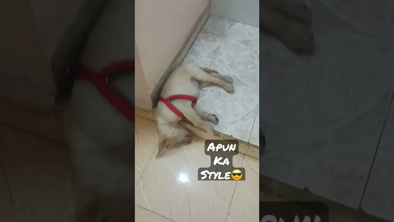 Apun Ka style 😎😎 #shorts #shortsfeed #trendingshorts