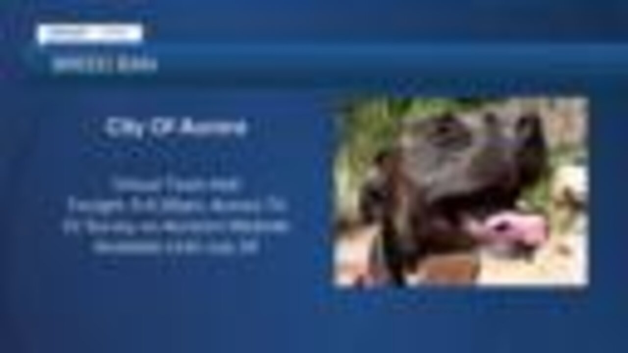 Aurora considering whether to end breed ban