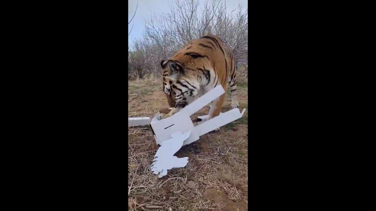 Tiger Enjoy With Toys