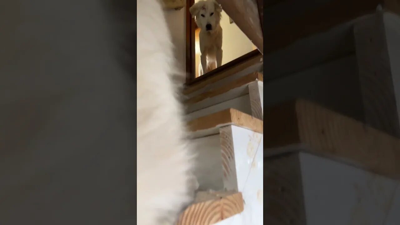 🎶It always feels like… a Great Pyr is watching me…🎶