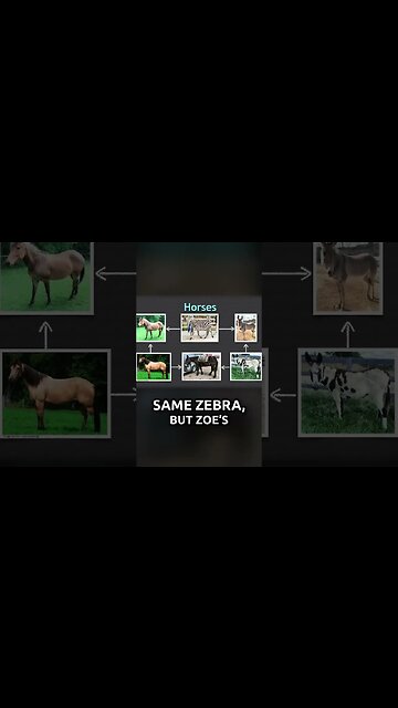 Zebras, Horses, and Donkeys are all related. Here's How...