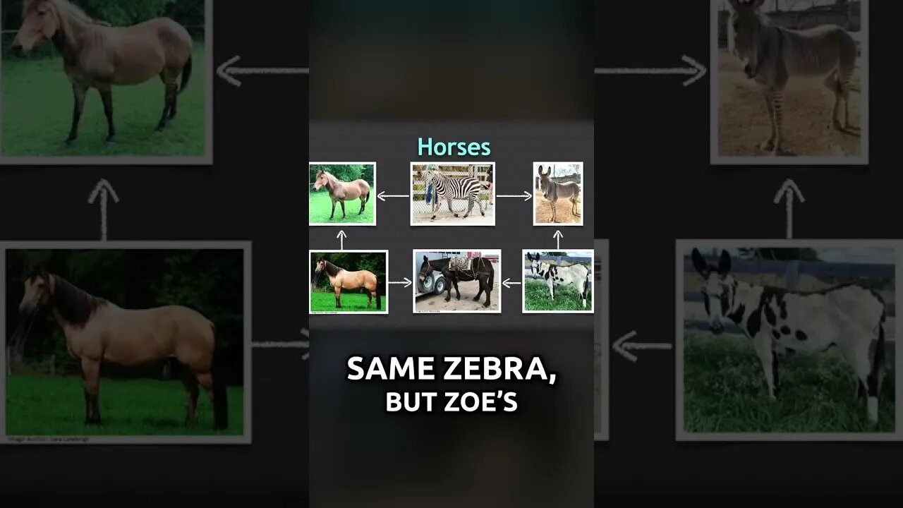 Zebras, Horses, and Donkeys are all related. Here's How...