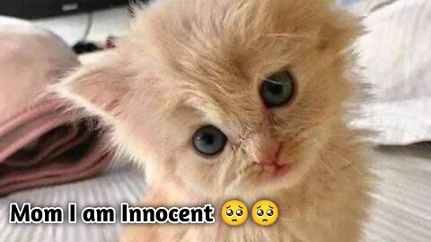 Baby cats - Cute and funny innocent cat video 🐱🐱 #RareCats