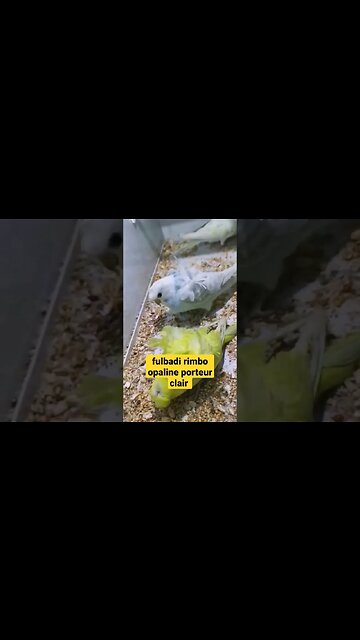 fulbadi rimbo opaline porteur clair