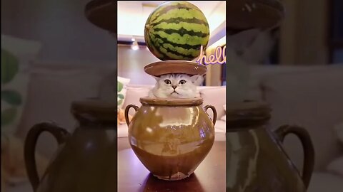 Cats Vs Watermelon #shorts