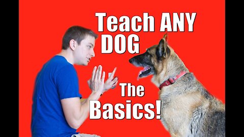 Dog Training: How to Train ANY DOG the Basics