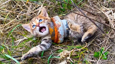 Poor kitten stuck in an iron pipe