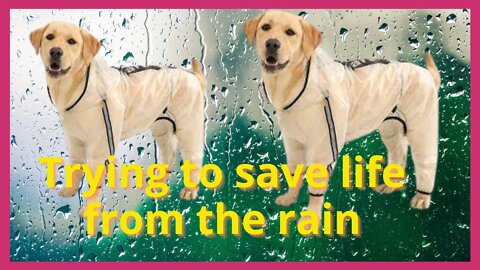 Is it bad for dogs to be in the rain | funny dog and rain